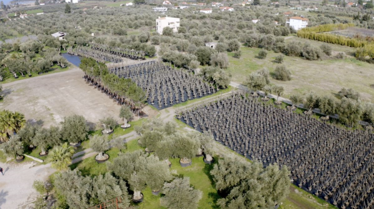 «Πρασινίζει» το Ελληνικό – Ξεκίνησε μια από τις μεγαλύτερες μεταφυτεύσεις στην Ελλάδα (βίντεο)